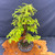 Gerald Rainville Dawn Redwood Bonsai – Informal Upright in Mica Pot No. 22776