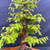 Gerald Rainville Dawn Redwood Bonsai – Informal Upright in Mica Pot No. 22776