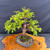 Gerald Rainville Dawn Redwood Bonsai – Classic Upright in Mica Pot No. 22425