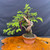 Gerald Rainville Dawn Redwood Bonsai – Compact with Character Trunk In Tokoname Grow Pot No. 22503