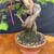 Gerald Rainville Dawn Redwood Bonsai – Compact with Character Trunk In Tokoname Grow Pot No. 22503