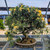 Variegated San Jose Juniper Bonsai in an Unglazed Etched Pot (No. 15154)