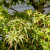 Dwarf sharp's pygmy Japanese Maple in a Yixing Glazed Pot (No. 15099)