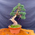 Refined Shimpaku 'kishu' Juniper Bonsai – In a Tokoname Grow Pot No. 22357