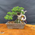 Gerald Rainville Shimpaku Juniper Bonsai – Styled by Pete Olson in Unglazed Ceramic Pot No. 15994
