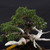 Gerald Rainville Shimpaku Juniper Bonsai – Styled by Pete Olson in Wood-Fired Bruce Lenor Pot No. 15971