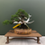 Gerald Rainville Shimpaku Juniper Bonsai – Styled by Pete Olson in Wood-Fired Bruce Lenor Pot No. 15971