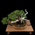 Gerald Rainville Shimpaku Juniper Bonsai – Styled by Pete Olson in Wood-Fired Bruce Lenor Pot No. 15971