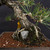 35+ Year Old Japanese Black Pine Bonsai – Grown from Seed by and Styled by John Romano No. 15640