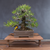 35+ Year Old Japanese Black Pine Bonsai – Powerful Trunk, Gerald Rainville Grown No. 15370
