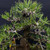 35+ Year Old Japanese Black Pine Bonsai – Powerful Trunk, Gerald Rainville Grown No. 15370