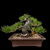 35+ Year Old Japanese Black Pine Bonsai – Broad Base Strength, Gerald Rainville Grown No. 15972