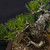 35+ Year Old Japanese Black Pine Bonsai – Broad Base Strength, Gerald Rainville Grown No. 15972