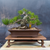 35+ Year Old Japanese Black Pine Bonsai – Broad Base Strength, Gerald Rainville Grown No. 15972