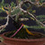 Variegated Juniper Bonsai – The One That Got Away (and Came Back) No. 10402