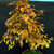 Gerald Rainville Dawn Redwood Bonsai – with Character Trunk In Grow Pot No. 22501 Gerald Rainville Dawn Redwood Bonsai – with Character Trunk In Grow Pot No. 22501