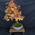 Gerald Rainville Dawn Redwood Bonsai – with Character Trunk In Grow Pot No. 22501 Gerald Rainville Dawn Redwood Bonsai – with Character Trunk In Grow Pot No. 22501