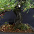 35-Year-Old Japanese Black Pine Bonsai — Strong Character, Balanced Form No. 15354