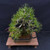 35-Year-Old Japanese Black Pine Bonsai — Strong Character, Balanced Form No. 15354