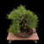 35+ Year Old Japanese Black Pine Bonsai – Compact Power, Thick Trunk & Mature Character No. 15364