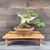 Gerald Rainville Shimpaku Juniper Bonsai – Styled by Pete Olson in Wood-Fired Bruce Lenor Pot No. 15952