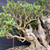 Ancient European Olive Bonsai – Carved Driftwood Trunk, Grove Canopy (Local Pickup Only)
