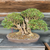 Ancient European Olive Bonsai – Carved Driftwood Trunk, Grove Canopy (Local Pickup Only)