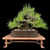 Mature Japanese Black Pine Bonsai — 35+ Years, Powerful Trunk & Compact Canopy