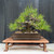 Mature Japanese Black Pine Bonsai — 35+ Years, Powerful Trunk & Compact Canopy