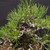 Mature Japanese Black Pine Bonsai — 35+ Years, Powerful Trunk & Compact Canopy