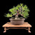 Compact Japanese Black Pine — Mature Trunk, Balanced Structure (35+ Years)