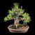 Japanese Black Pine - Compact Form, Mature Trunk & Strong Branch Structure (35+ Years)