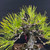 Japanese Black Pine - Strong Trunk, Compact Silhouette (35+ Years)