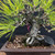 Japanese Black Pine - Strong Trunk, Compact Silhouette (35+ Years)