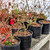 Kiyohime Japanese Maple Bonsai Workshop with Dr. Lou Carreiro – March 1, 2026 (All-Inclusive)
