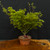 --SOLD OUT-- Kiyohime Japanese Maple Bonsai Workshop with Dr. Lou Carreiro – March 1, 2026 (All-Inclusive)