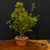 Kiyohime Japanese Maple Bonsai Workshop with Dr. Lou Carreiro – March 1, 2026 (All-Inclusive)