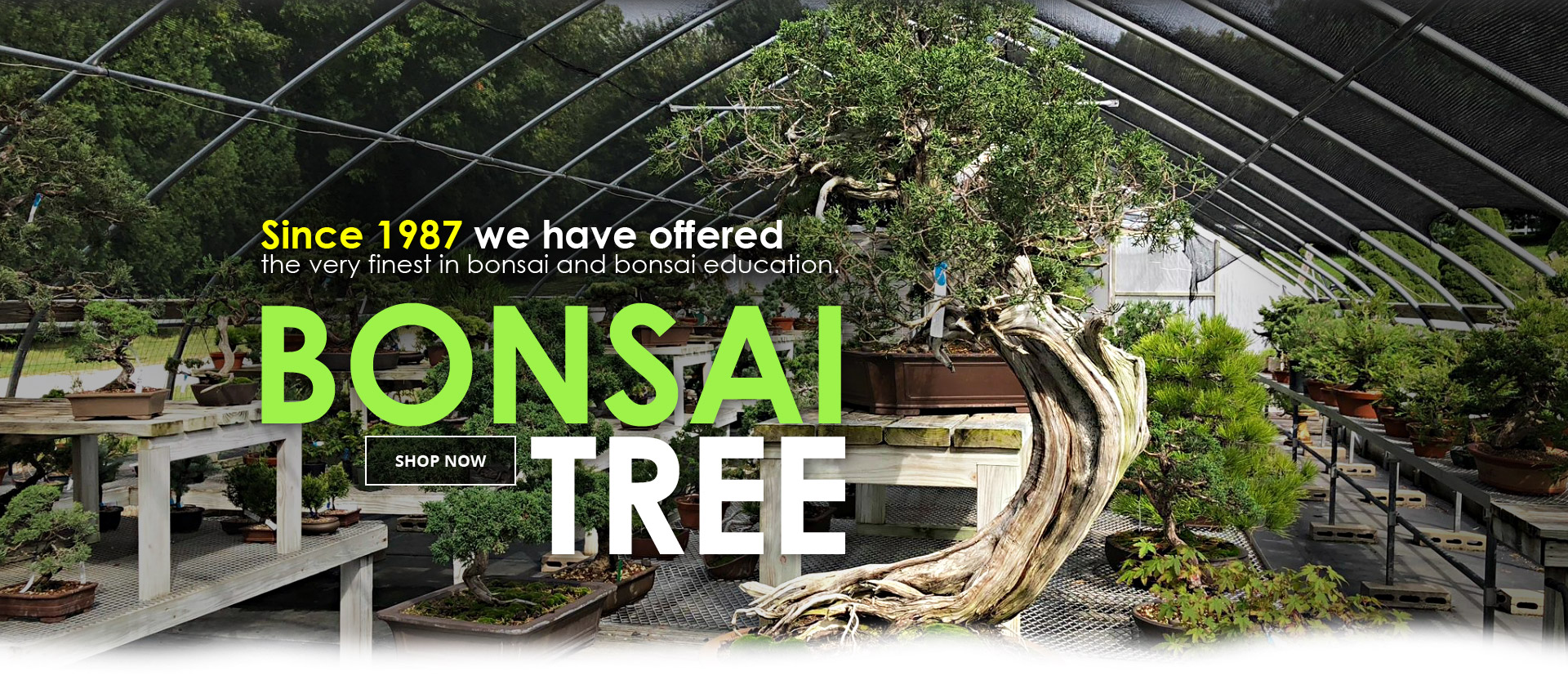 New England Bonsai Gardens - Excellence in Bonsai Since 1987 New England Bonsai Gardens - Excellence in Bonsai Since 1987