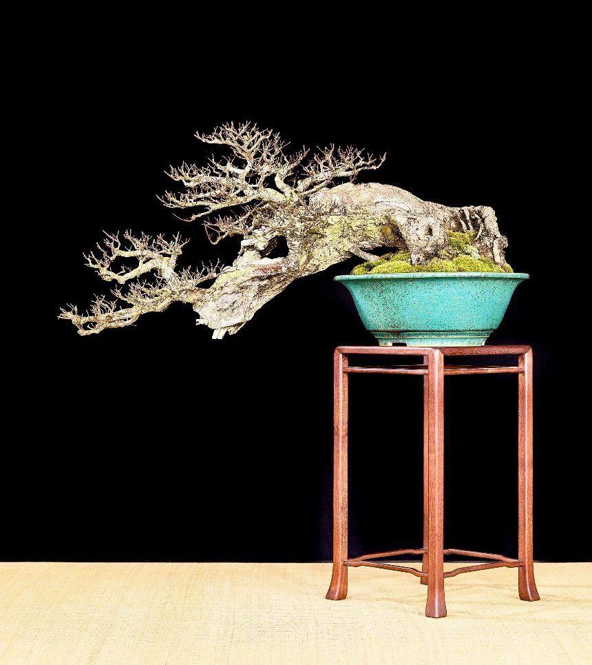 Bonsai tree detail
