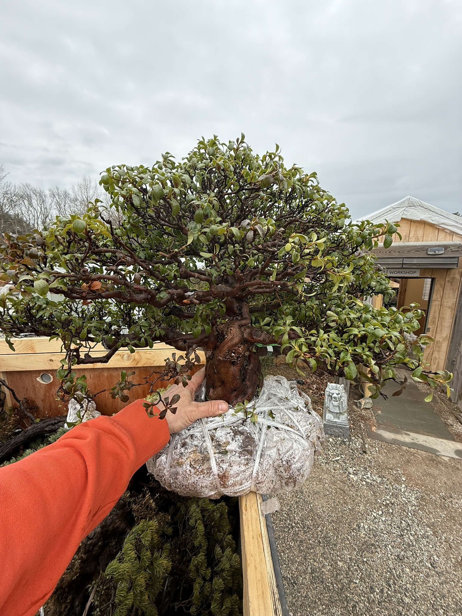 Trees arriving Bareroot