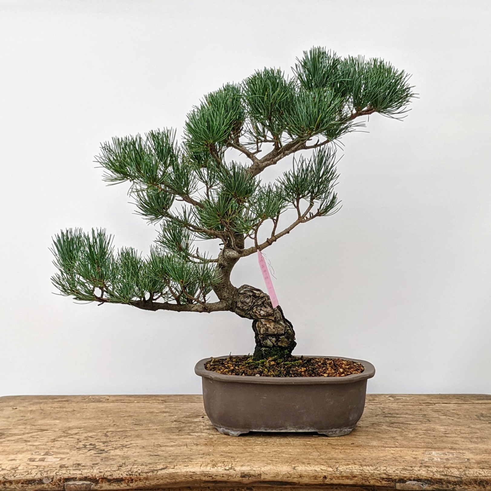 Japanese White Pine (No. 6850) Five Needle Pine at New