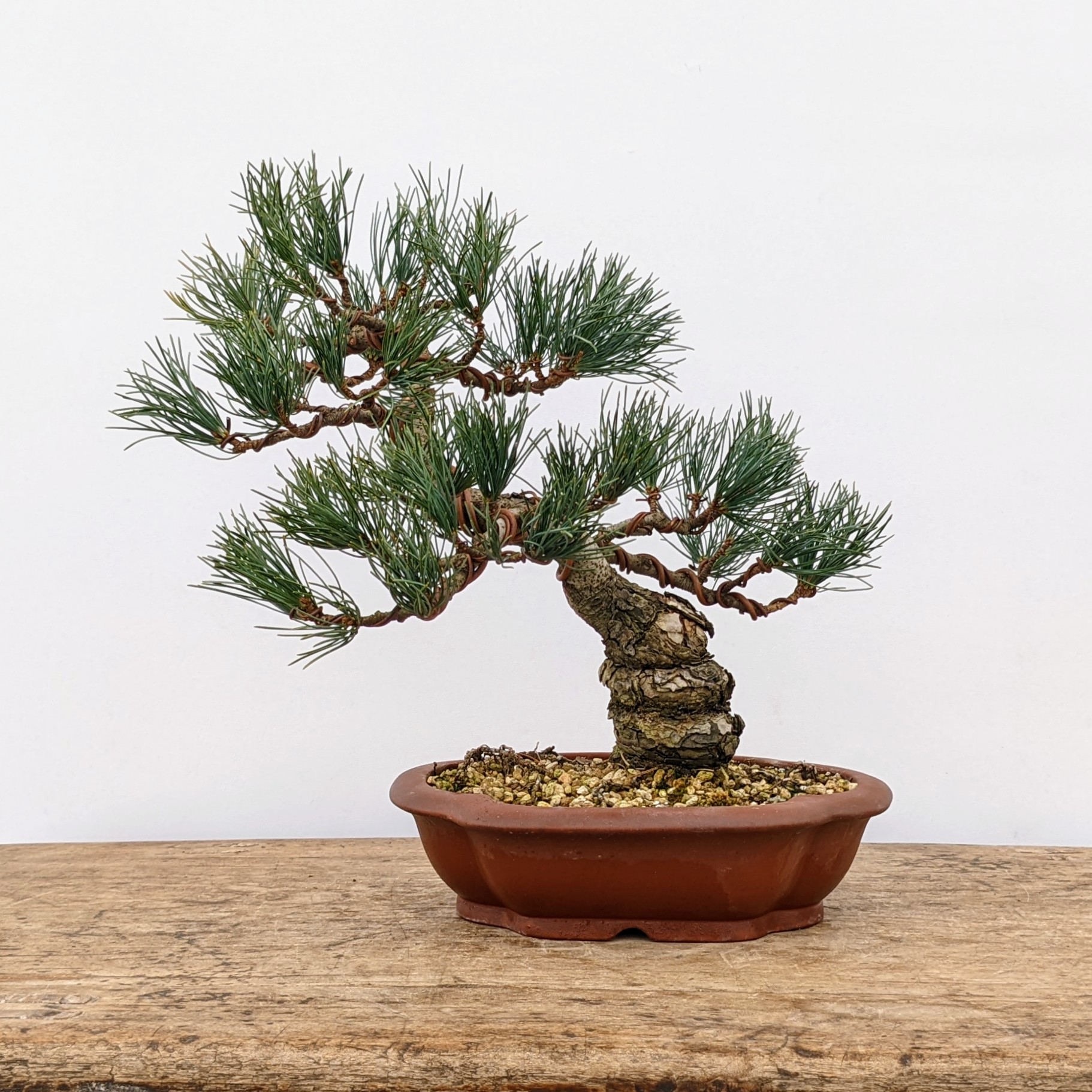 Japanese White Pine (No. 7759) Five Needle Pine at New