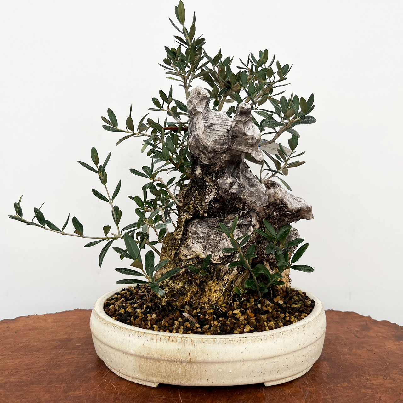 オリーブ盆栽Olive Bonsai Dwarf Old Olive Bonsai Tree I Bonsai Outlet | WEB4335