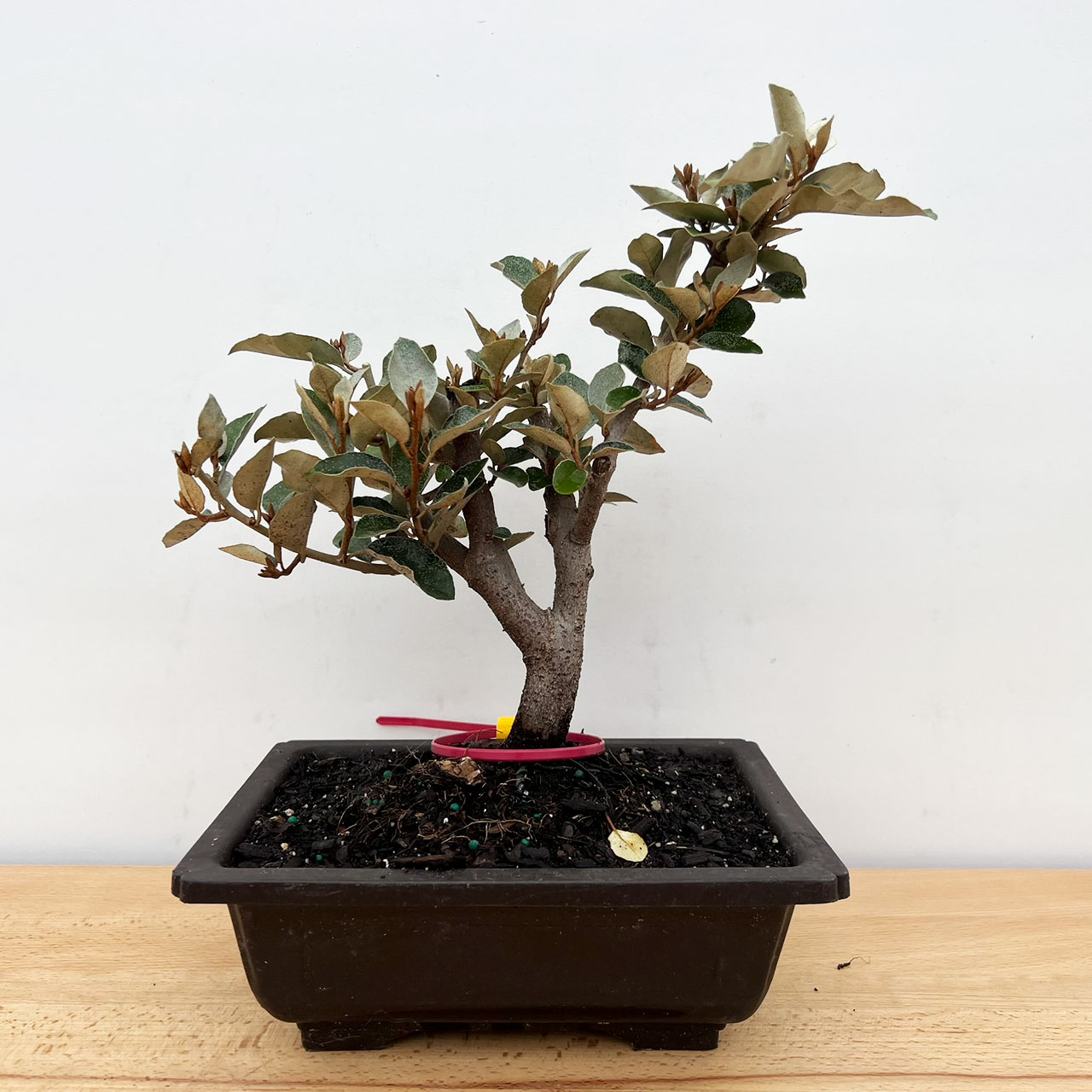 Real Living Zen Garden Bonsai- easy care for beginners