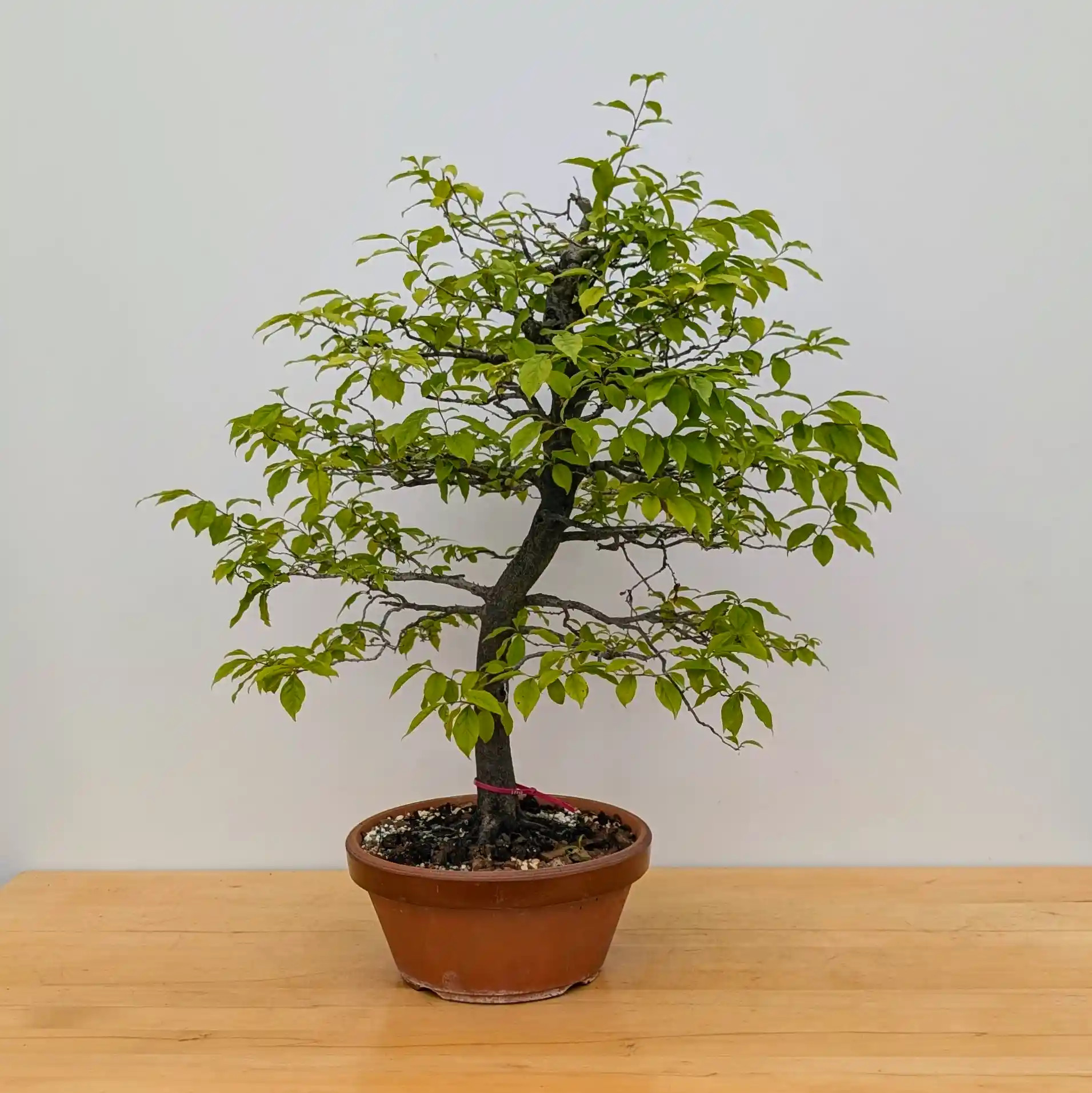 Persimmon 'Suien' in a 11
