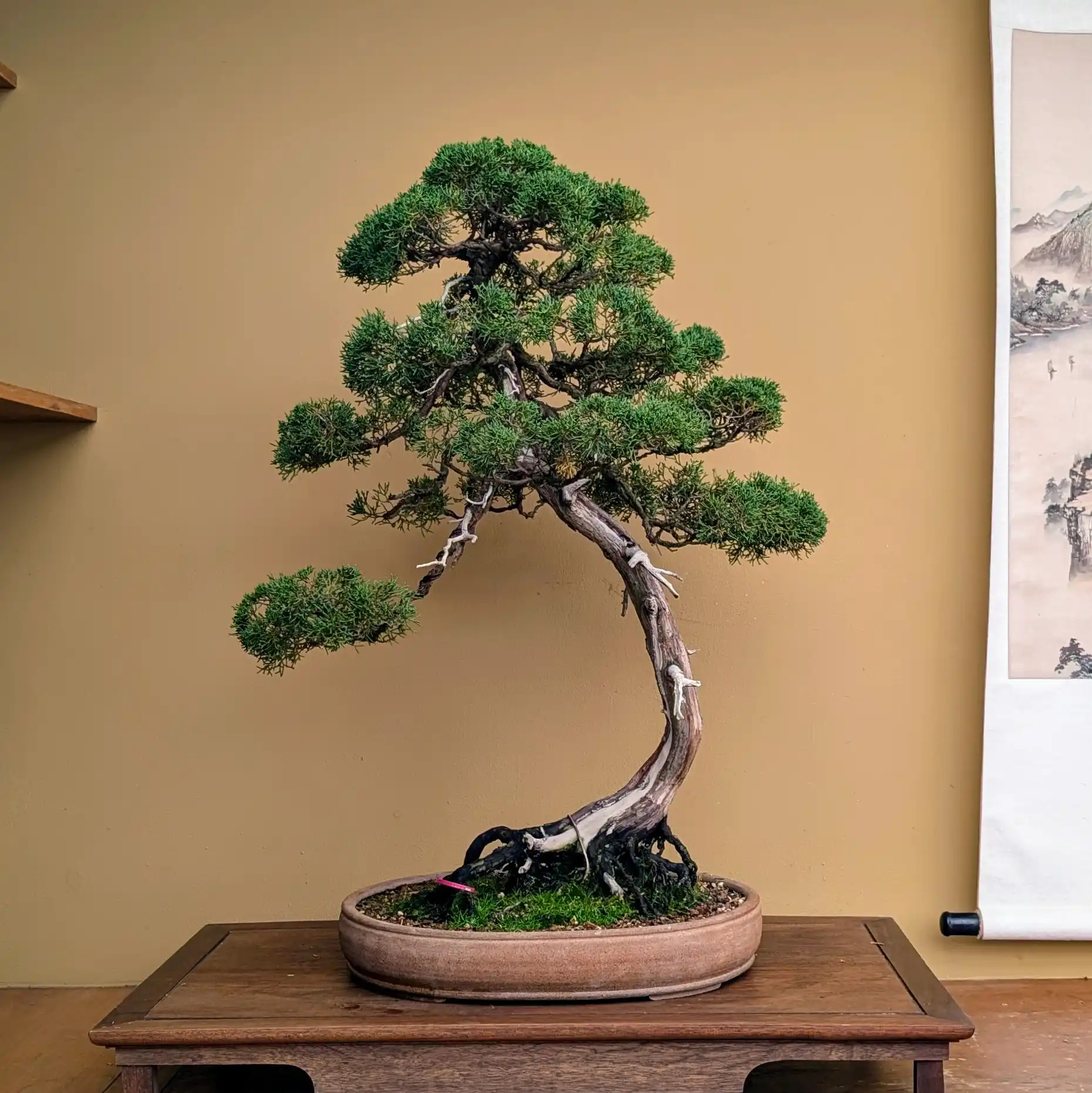 juniper_15611_1__71751.