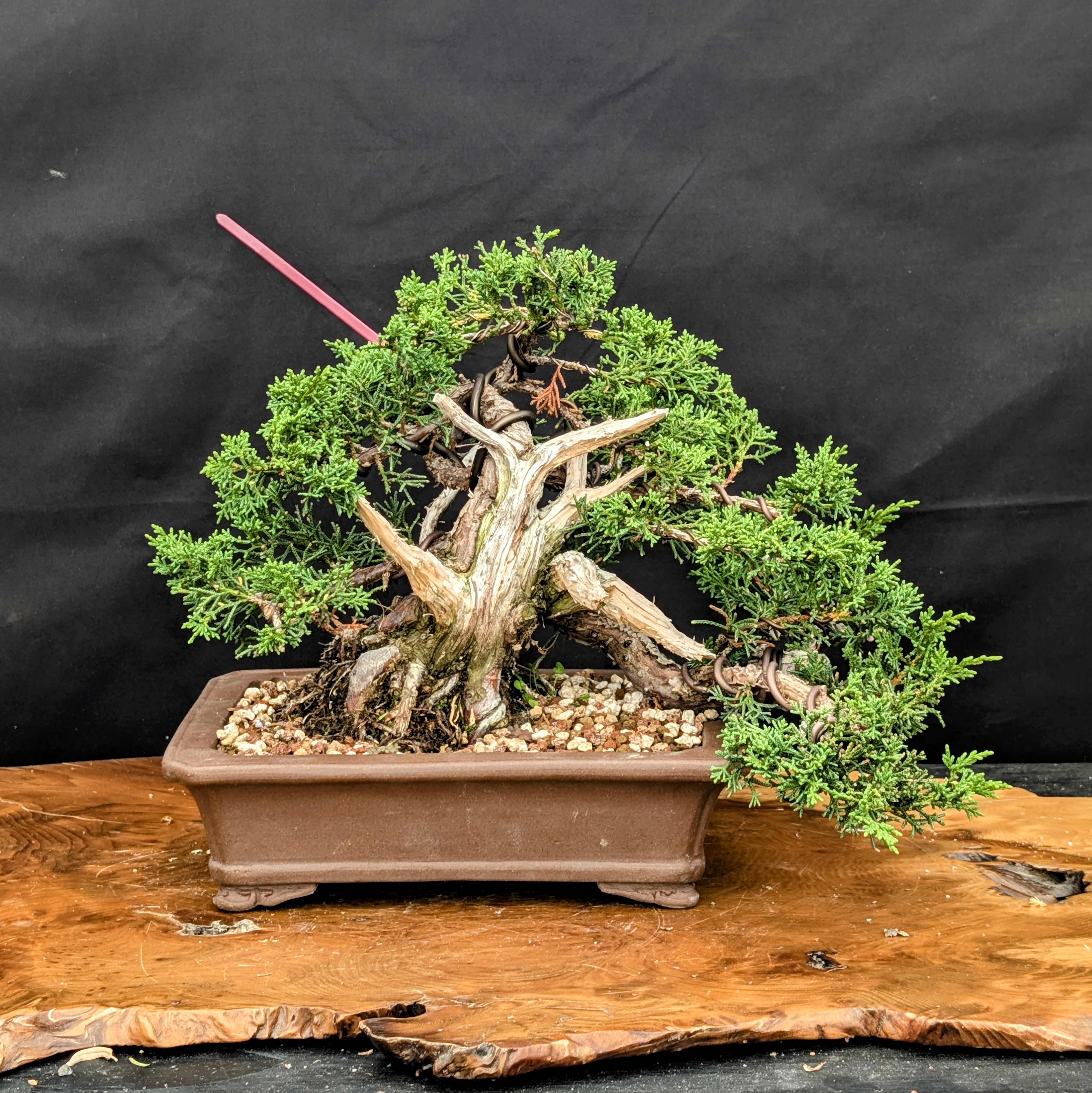 ぬらりひょん8 Shimpaku 'Kishu' Juniper Bonsai – Gerald Rainville Grown