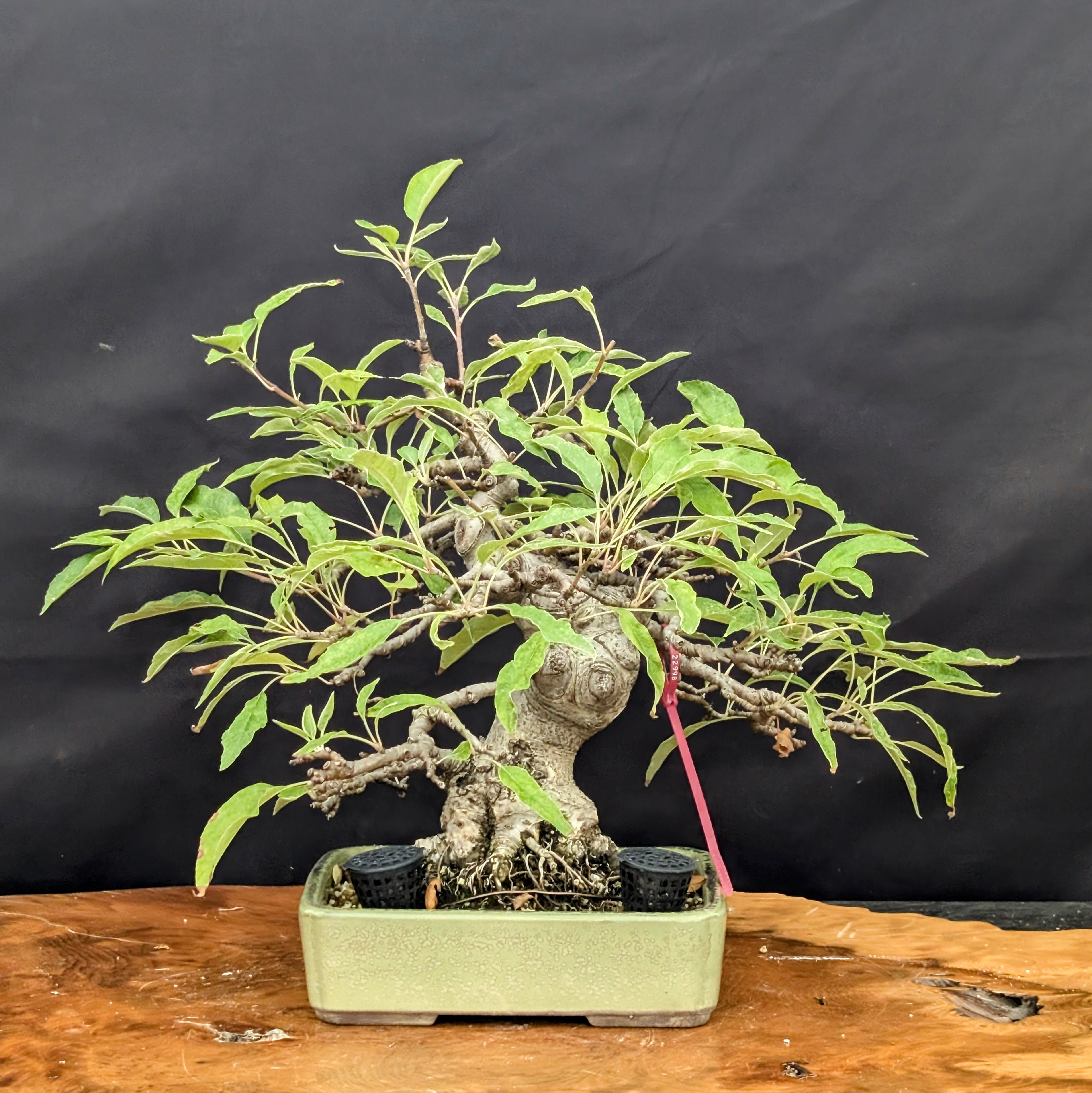 Crabapple Bonsai 13