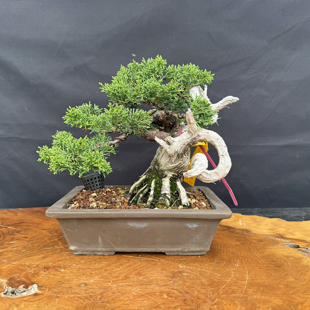 Gerald Rainville Shimpaku Juniper Bonsai – Styled by Pete Olson | NEBG