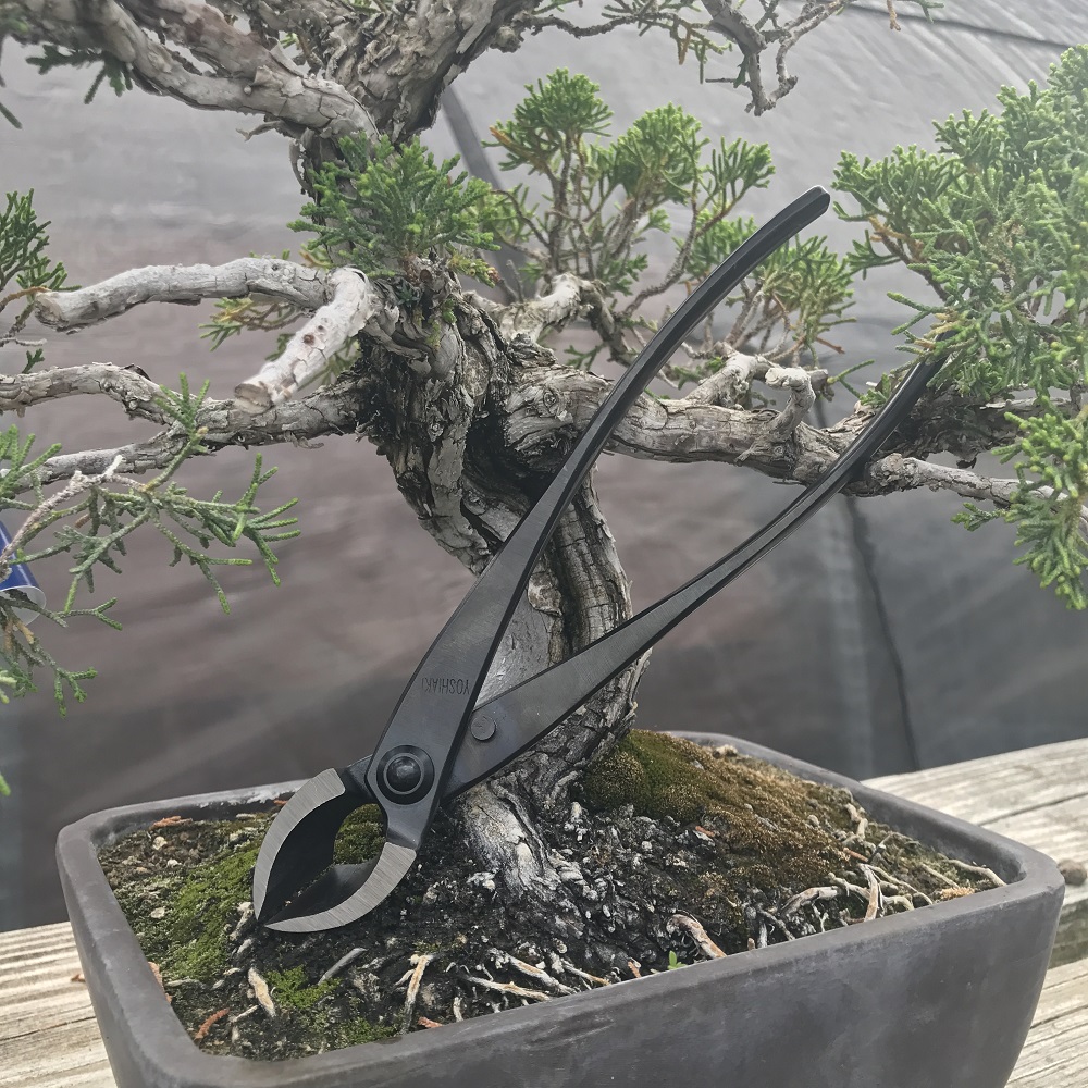 Concave (Branch) Cutter – Bonsai Tonight Online Store